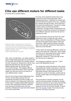 Cilia use different motors for different tasks