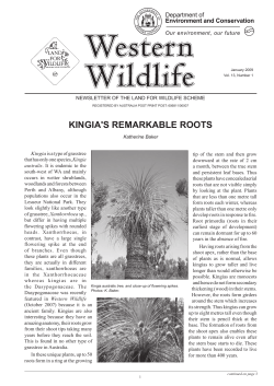 KINGIA`s RemARKAble Roots - Department of Parks and Wildlife