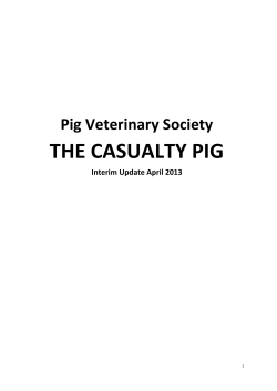 PVS Casualty Pig - Pig Veterinary Society