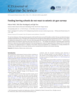 Feeding herring schools do not react to seismic air gun surveys