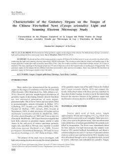 Characteristics of the Gustatory Organs on the Tongue of the
