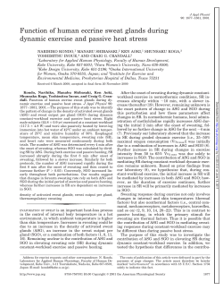 Function of human eccrine sweat glands during dynamic exercise