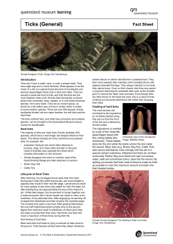 Ticks (General) - Queensland Museum