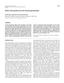 Pollen tube guidance by the female gametophyte
