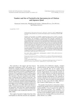 Number and size of nucleoli in the spermatocytes of