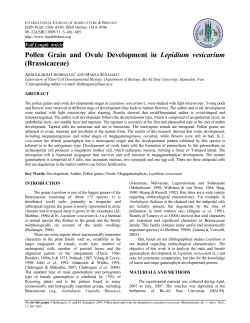 Pollen Grain and Ovule Development in Lepidium vesicarium