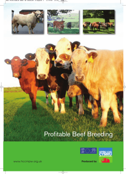 Profitable Beef Production