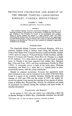 Protective Coloration and Habitat of the Shrimp <i