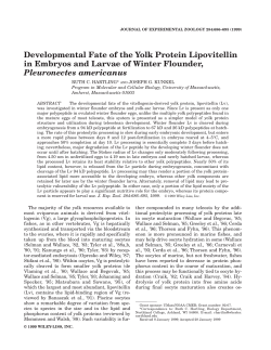 Developmental Fate of the Yolk Protein Lipovitellin in Embryos and