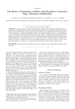 Life History of Megamelus scutellaris with Description of Immature