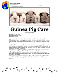Guinea Pig Care - Cat Care of Fayette