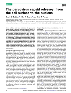 4. The parvovirus capsid odyssey: from the cell surface to the nucleus.