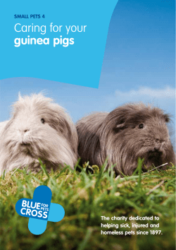 Caring for your guinea pigs