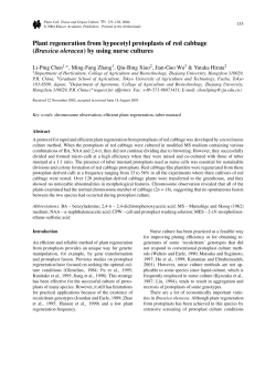 Plant Regeneration from Hypocotyl Protoplasts of Red Cabbage