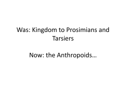 (6) 381 Anthropoids