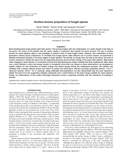 Surface tension propulsion of fungal spores