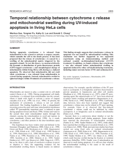 Cytochrome c release in apoptosis