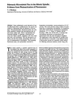 Polewards Microtubule Flux in the Mitotic Spindle: Evidence from