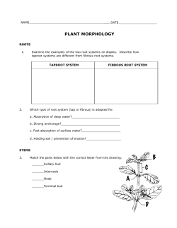 plant morphology