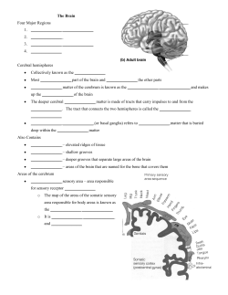 The Brain Four Major Regions 1. 2. 3.
