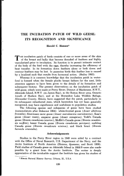 THE INCUBATION PATCH OF WILD GEESE: ITS RECOGNITION