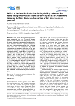 Diameter, branching order, or protoxylem groups?