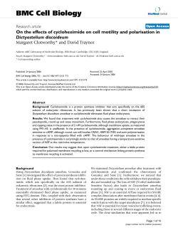 On the effects of cycloheximide on cell motility and polarisation in