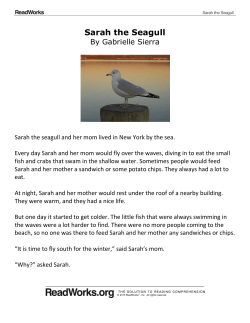 Sarah the Seagull