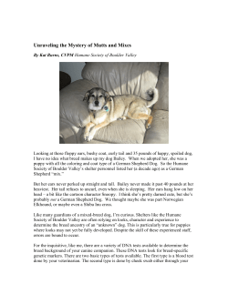 Unraveling the Mystery of Mutts and Mixes