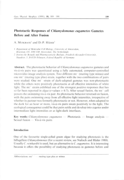 Phototactic Responses of Chlamydomonas eugametos Gametes