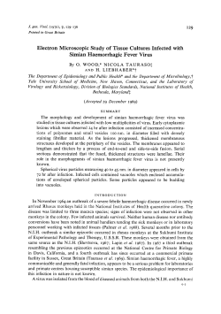 Electron Microscopic Study of Tissue Cultures Infected with Simian