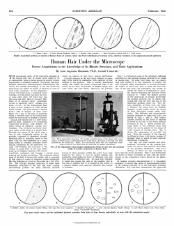 Human Hair Under the Microscope