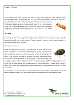 Carpet Critters - Bird and Pest Solutions