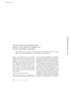 THE FINE STRUCTURE OF PRONUCLEAR FUSION IN THE