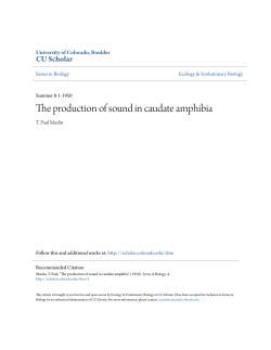 The production of sound in caudate amphibia