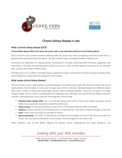 Chronic kidney disease in cats