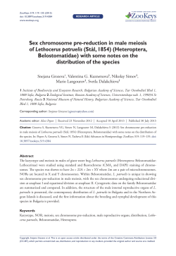 Sex chromosome pre-reduction in male meiosis of