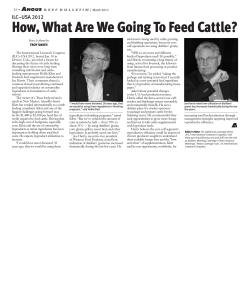 How, Whate Are We Going to Feed Cattle