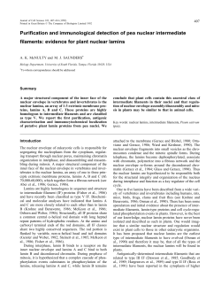 evidence for plant nuclear lamins - Journal of Cell Science