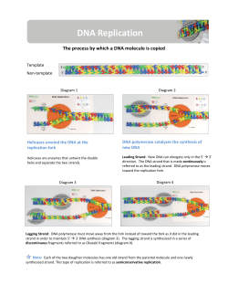 DNA Replication