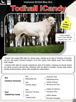 Unproven British Blue Sire