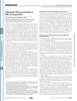 Adenylate Kinase Activity in ABC Transporters