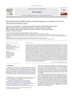Plasmodium berghei NK65 induces cerebral leukocyte recruitment