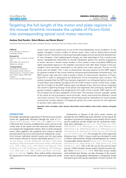 Targeting the full length of the motor end plate