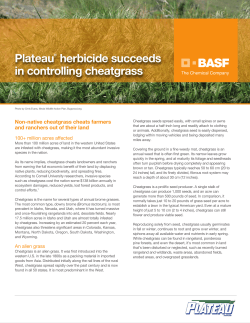 Plateau&reg; herbicide succeeds in controlling cheatgrass