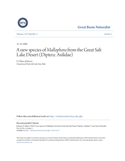 A new species of Mallophora from the Great Salt Lake Desert
