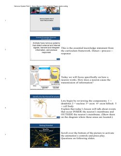 Nervous System Part II Teacher notes