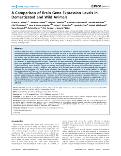 A Comparison of Brain Gene Expression Levels in Domesticated