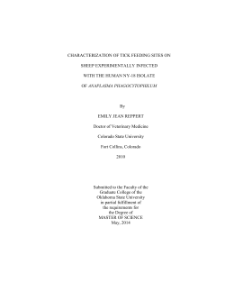 CHARACTERIZATION OF TICK FEEDING SITES ON SHEEP
