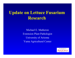 Update on Lettuce Fusarium Research